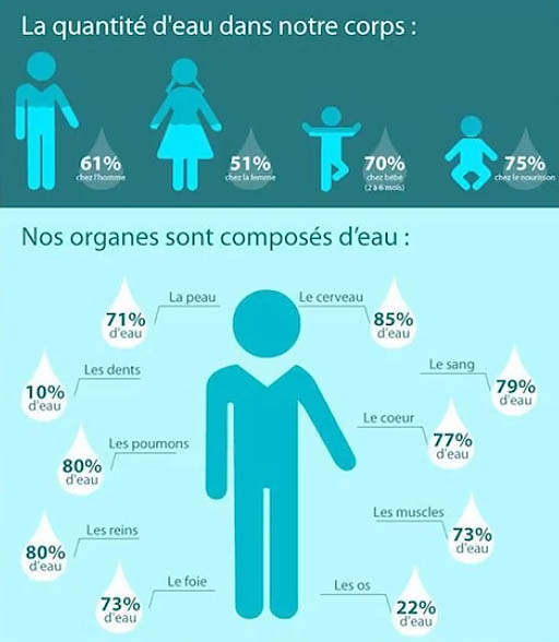 Pourcentage de l'eau dans les organes humains